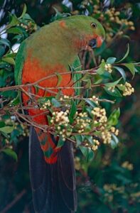 female king parrot
